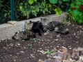 Les chats de Noiron-sous-Gevrey